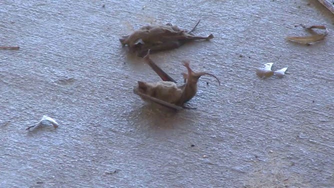 Mexican free-tailed bats in Houston