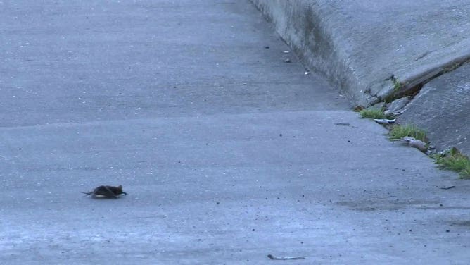 Mexican free-tailed bats in Houston