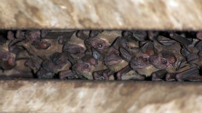 Mexican free-tailed bats in Houston