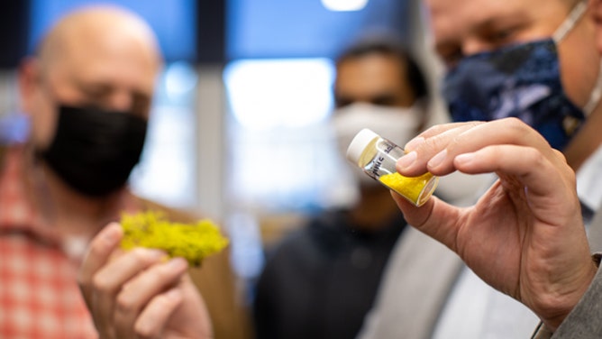 Christopher Jeffrey holds a vial of vulpinic acid isolated from Lupus litharium, or Wolf lichen. Wolf lichen is found in Nevada, and the sample they isolated the vulpinic acid from was collected on a camping trip at Yuba Pass.