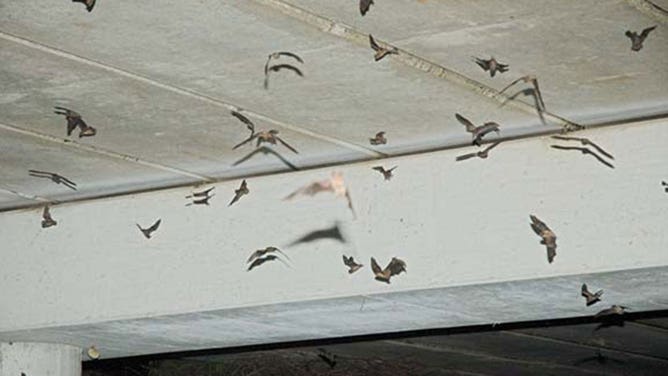Mexican free-tailed bats in Houston
