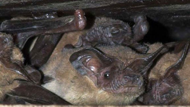 Mexican free-tailed bats in Houston