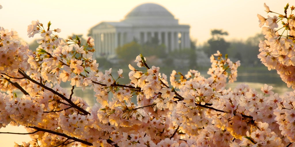 Cherry Blossom Festival (U.S. National Park Service)