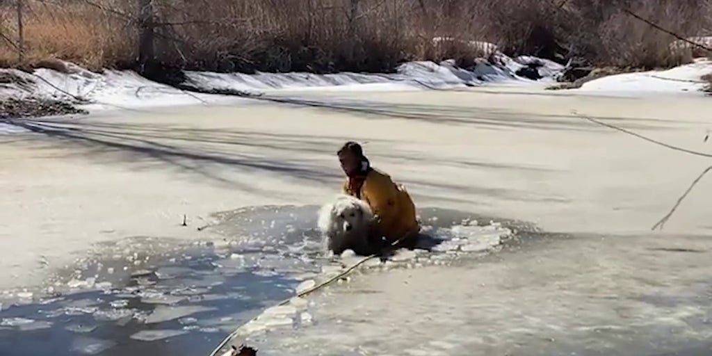 Watch as firefighters rescue dog from icy Colorado pond Fox Weather