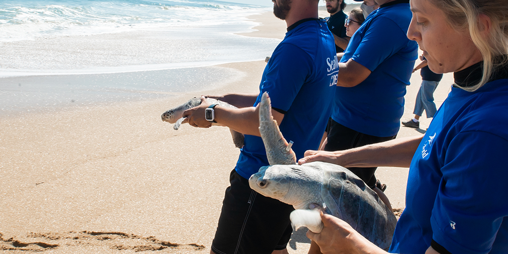 SeaWorld successfully returns 10 endangered sea turtles back to the ...