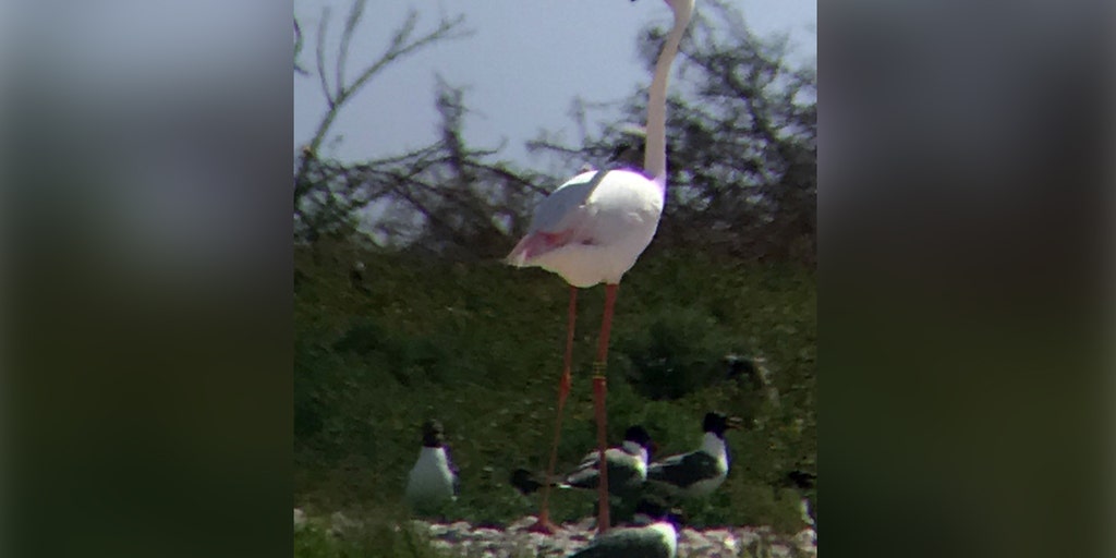 Kansas Zoo's Fugitive Flamingo Seen In Texas After 17 Years On The Lam