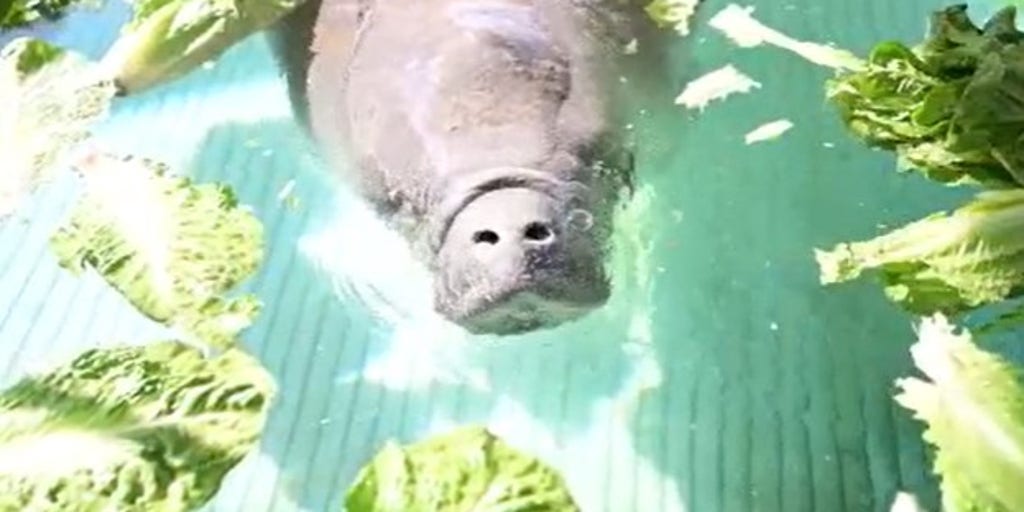 Lettuce grower near Belle Glade helping to feed starving manatees