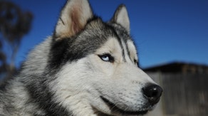 ‘These huskies have big hearts': How our bond with dogs inspired the Iditarod