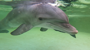 Rescued bottlenose dolphin finds new home at Florida Keys facility