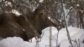 Snow forcing hungry moose to mosey into Alaska’s largest city