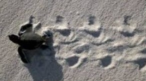 Watch your step! Saving sea turtles during spring break