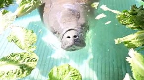 Florida planning for additional feeding efforts to help save struggling manatees