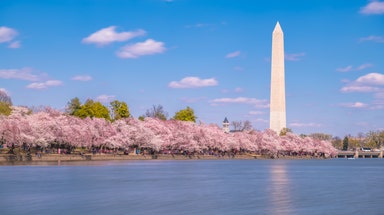 Cherry blossom peak bloom dates announced in Washington, DC