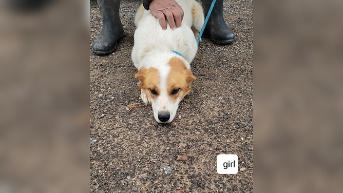 Photos of dogs rescued from the Jacksboro Animal Shelter that was damaged in a tornado on Monday night in Texas.