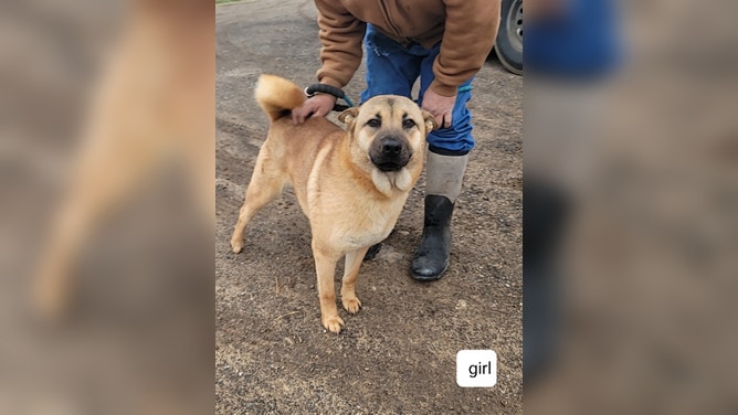 Photos of dogs rescued from the Jacksboro Animal Shelter that was damaged in a tornado on Monday night in Texas.