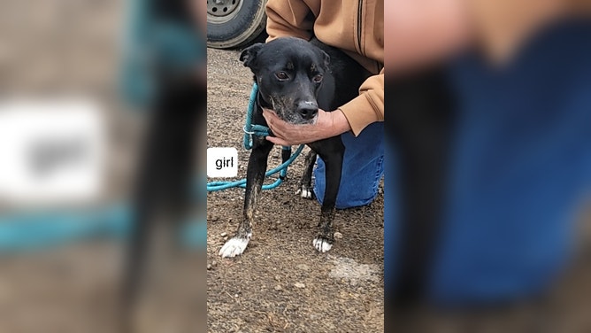 Photos of dogs rescued from the Jacksboro Animal Shelter that was damaged in a tornado on Monday night in Texas. (Image credit: Tall Tails Rescue)