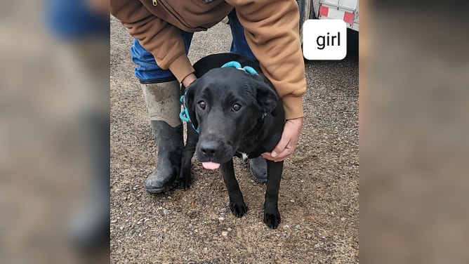 Photos of dogs rescued from the Jacksboro Animal Shelter that was damaged in a tornado on Monday night in Texas.