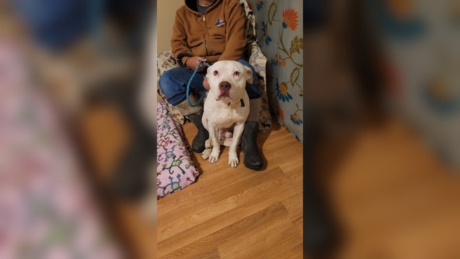 Photos of dogs rescued from the Jacksboro Animal Shelter that was damaged in a tornado on Monday night in Texas.