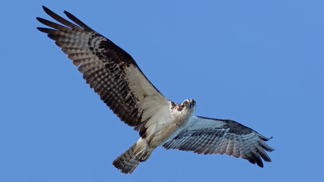 Osprey (Image: Audubon Florida)