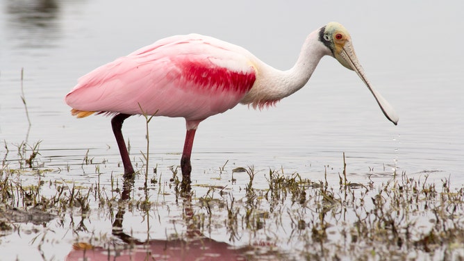 Little Blue Heron (Image: Audubon Florida)