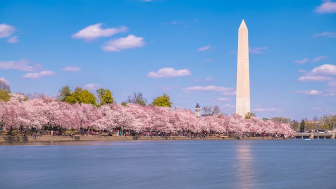 With the Washington Monument in the background, cherry trees bloom around the Tidal Basin.