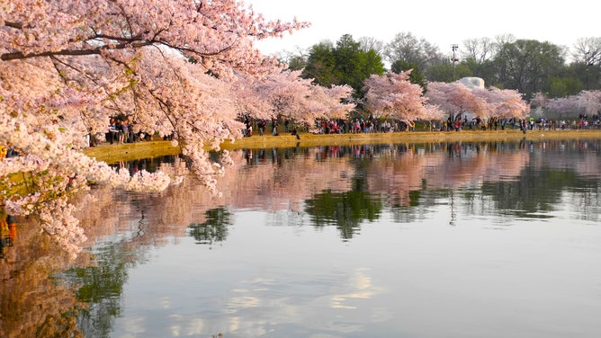 Cherry blossoms hang over the Tidal Basin.