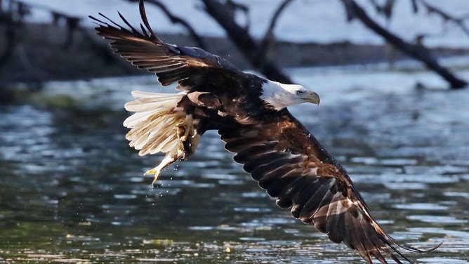 The Potomac Gorge is a nesting ground for bald eagles.
