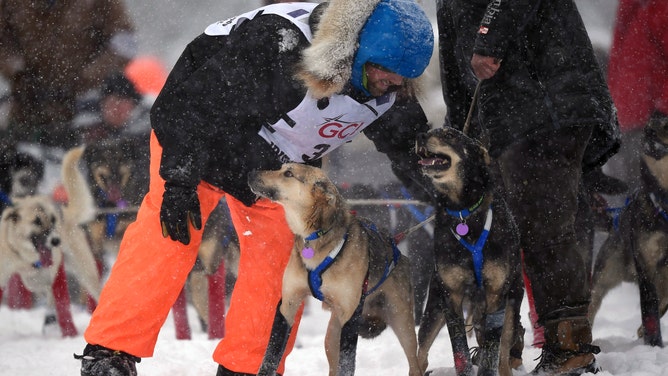 Tim Pappas (Big Lake, AK) checks on his lead dogs prior to their start during the restart of the 2020 Iditarod Sled Dog Race at Willow Lake on March 8, 2020 in Willow, Alaska.
