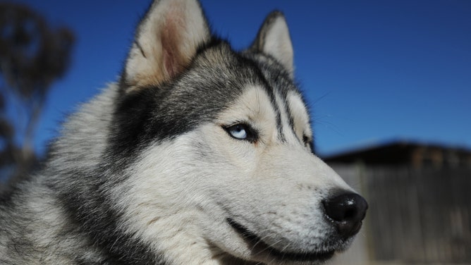 Huskies are built for the cold.