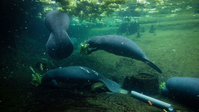 manatee