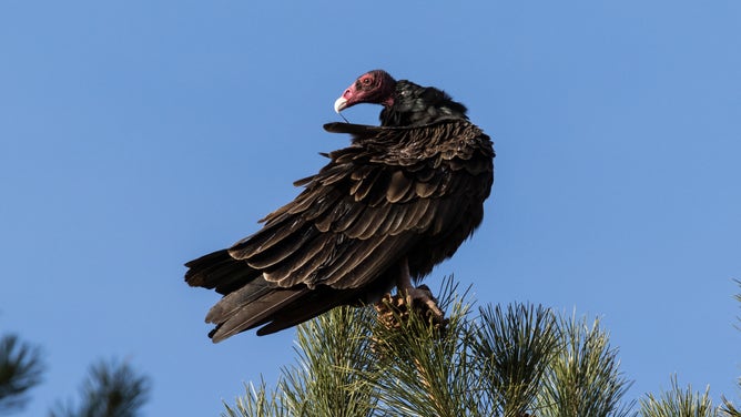 A buzzard sits perched in a pine tree.