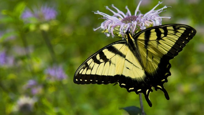After spring, summer ushers in the season of butterflies in the Potomac Gorge.