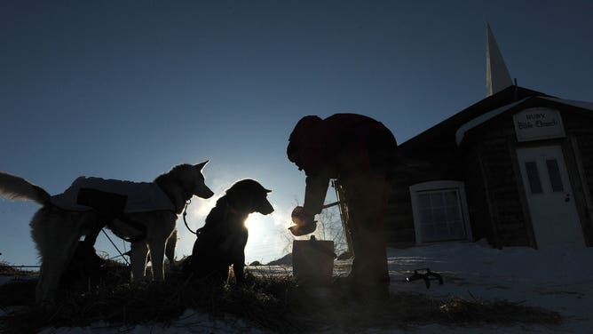 Ray Redington Jr., from Wasilla, Ak., feeds his dogs next to the Ruby Bible Church at the Ruby checkpoint during the 2014 Iditarod Trail Sled Dog Race on Friday, March 7, 2014.
