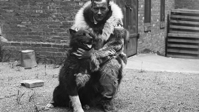 Musher Gunnar Kaasen hugs his famous dog Balto, who led the last leg of the 1925 Great Race of Mercy. The half-wolf, half-Siberian husky Balto traveled the last 55 miles of the Great Race of Mercy.