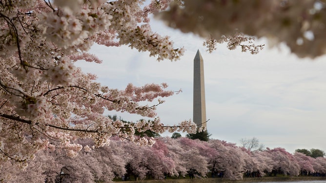 The Washington Monument peeks through the annual cherry blossoms in bloom along the Tidal Basin in Washington, D.C.