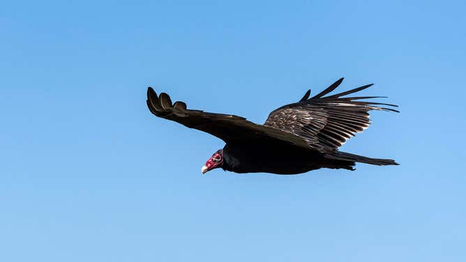 A buzzard, or turkey vulture, in flight.