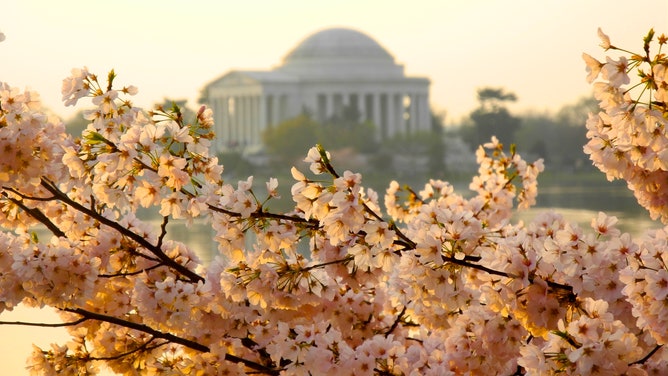 Sunrise kisses cherry blossoms, with the Jefferson Memorial in the background.