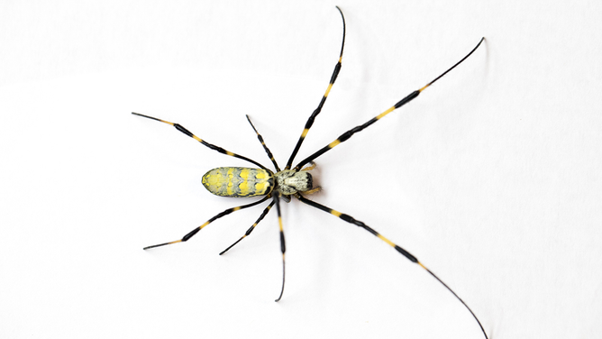 A big spider will spread in the U.S. No, it won't 'parachute.