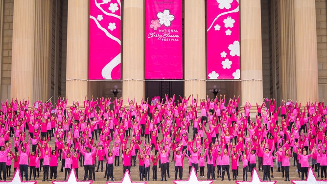 How DC's cherry blossoms are a living valentine from Japan