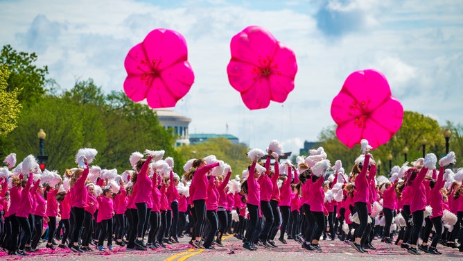 The cherry blossoms, called "sakura," serve as a motif throughout the festival events. Here, balloons in the shape of cherry blossoms float above a parade.