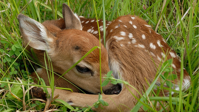 A deer fawn curled up in the grass.