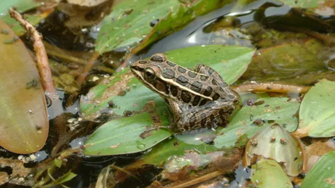 Pickerel frogs are some of the amphibians that live along the Potomac Gorge.