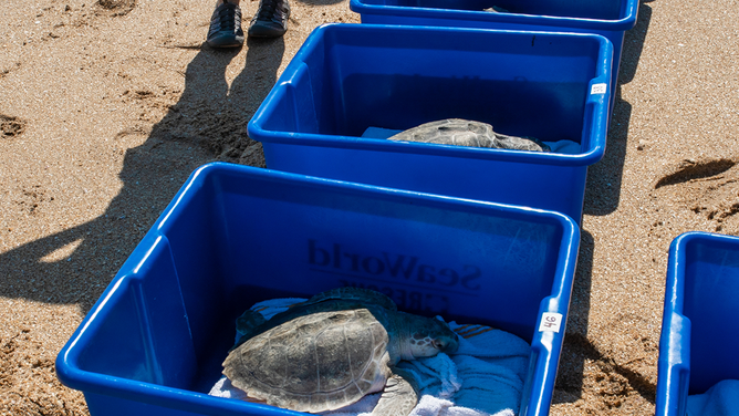 SeaWorld Successfully Returns 10 Endangered Sea Turtles Back To The ...