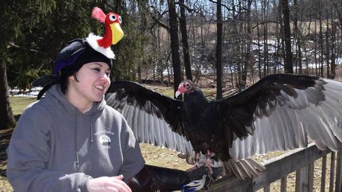 A handler holds Matilda, Medina Raptor Center rescue, as she shows off her wings to admiring crowds at the park pavilion adjacent to the Hinckley Town Hall each Buzzard Day.