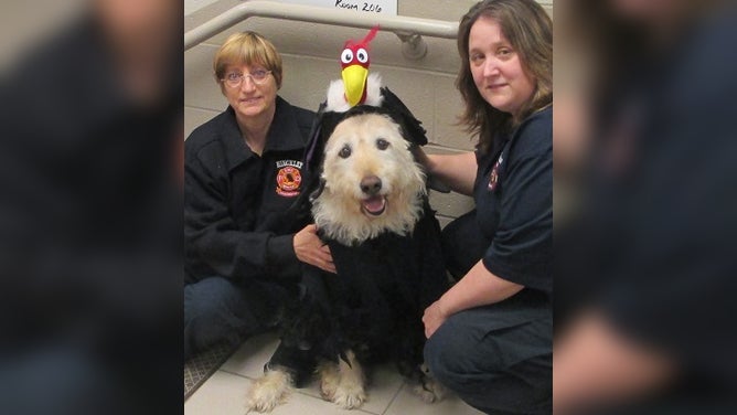 Even furry, four-legged friends get into the Buzzard Day spirit.