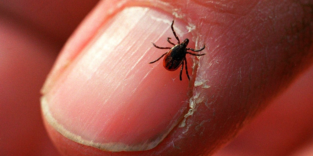 how-to-stay-safe-during-tick-season-fox-weather