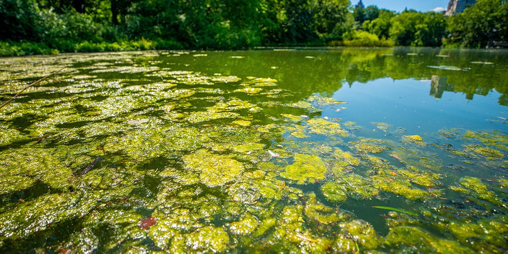 Hidden hazard: How to stay safe from harmful algal blooms this summer