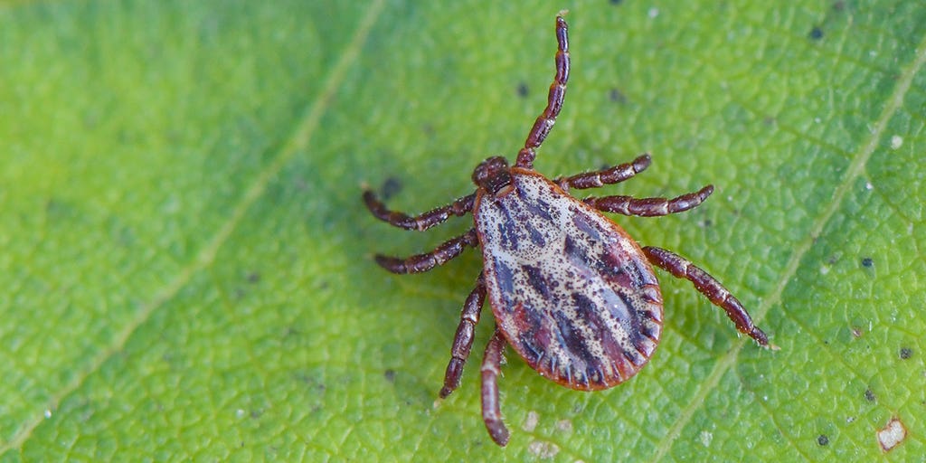 A Pennsylvania lab is seeing a rise in tick numbers as warm fall weather proves favorable for the parasites