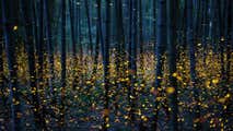 Great Smoky Mountains National Park set for mesmerizing display of synchronous fireflies