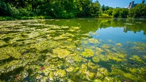 Hidden hazard: How to stay safe from harmful algal blooms this summer
